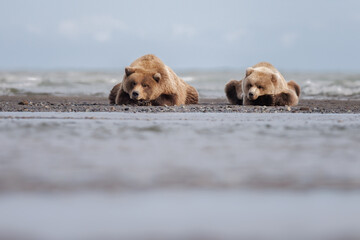 Coastal brown bears, mother and cub sleeping on a sandbar along the shoreline with mountains in the background