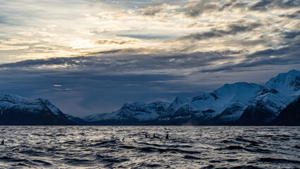 Fototapeta na wymiar orcas or killer whales in Kvænangen fjord in Norway hunting for herrings