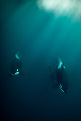 orcas or killer whales in Kvænangen fjord in Norway hunting for herrings