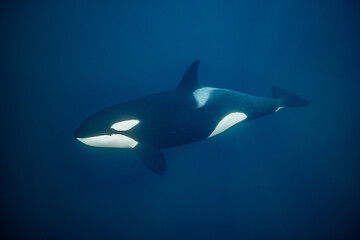 orcas or killer whales in Kvænangen fjord in Norway hunting for herrings © Subphoto