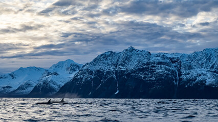 orcas or killer whales in Kvænangen fjord in Norway hunting for herrings