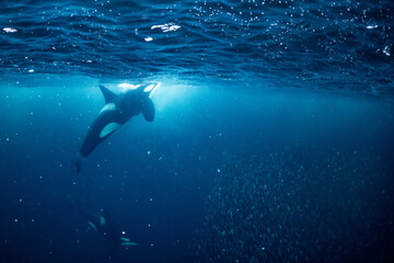 orcas or killer whales in Kvænangen fjord in Norway hunting for herrings