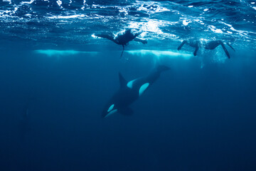 orcas or killer whales in Kvænangen fjord in Norway hunting for herrings © Subphoto