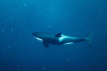 orcas or killer whales in Kvænangen fjord in Norway hunting for herrings