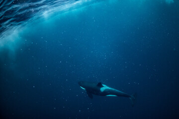 Fototapeta premium orcas or killer whales in Kvænangen fjord in Norway hunting for herrings