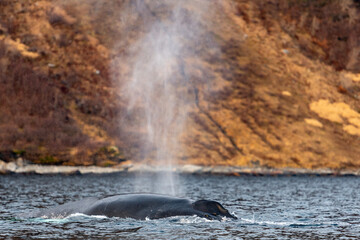 humpback whale in Kvænangen fjord norway