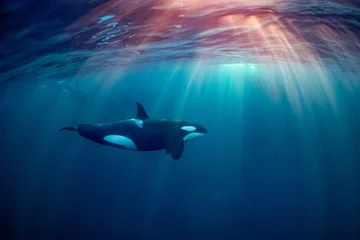 Deurstickers Orca orcas or killer whales in Kvænangen fjord in Norway hunting for herrings