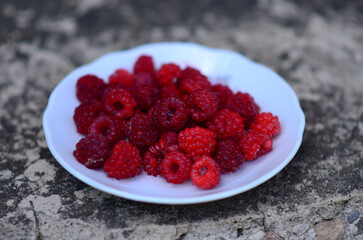 Forest wild red healthy berries