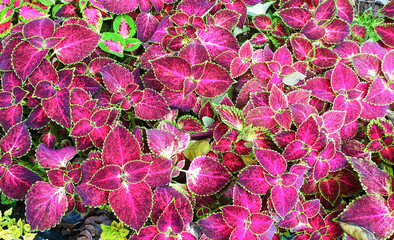 painted nettle coleus blumei plant leaves texture background