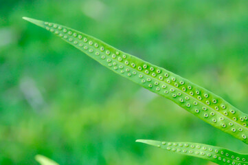 Maile scented fern or Musk fern or Wart fern, Pteris vittata or Pteris vittata L or fern or green...