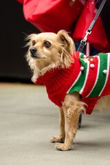 Gaslamp Pet Parade at San Diego California