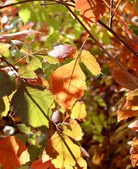 A close view of the colorful autumn leaf on the tree.