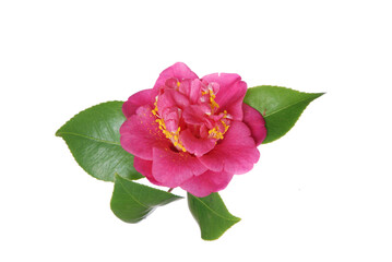 Obraz premium bela planta desabrochada b