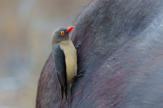 Red-billed oxpecker (Buphagus erythrorynchus) sitting on a buffalo in Sabi Sands Game Reserve, part of the Greater Kruger Region, in South Africa