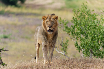 Lion (Panthera leo) male hunting in Mashatu Game Reserve in the Tuli Block in Botswana 
