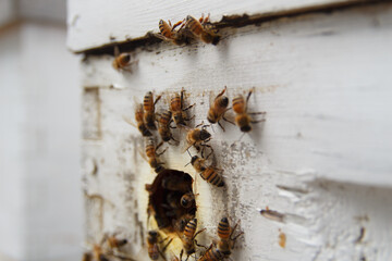 bees in the hive