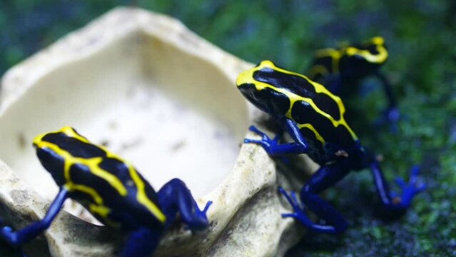 Frog Bright Yellow With Black Spots. Latin Phyllobates Bicolor.