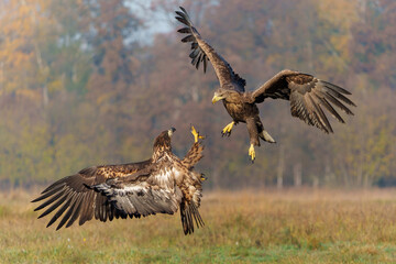 Eagle battle. White tailed eagles (Haliaeetus albicilla) fighting for food on a field in the forest in Poland. 