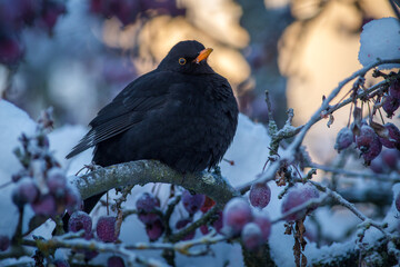 blackbird on a tree in winter