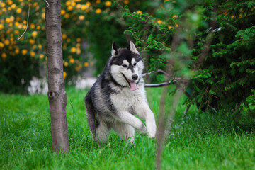 Naklejka na ściany i meble Black and white Siberian Huskya in the forest