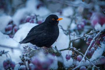 blackbird on a tree in winter