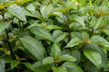 Foliage background - one dominant color