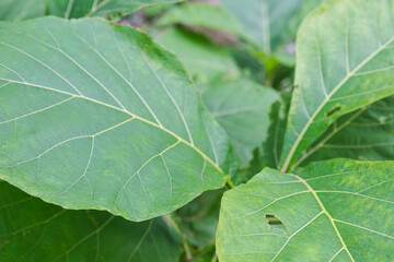 Selective focus.Small plant of Teak Tree in Thailand	