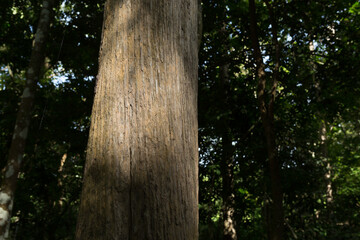 Teak Tree in Thailand precious hardwoods one of the last major areas of tropical forest in Asia	
