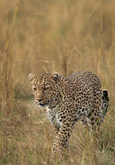 Fototapeta na wymiar Leopard walking in the Savannah, Masai Mara.