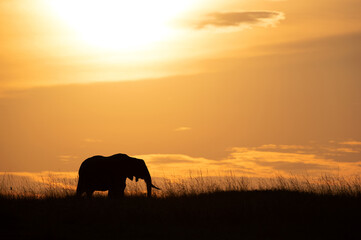 Naklejka na ściany i meble Silhouette of African elephant grazing during sunset, Masai Mara, Kenya