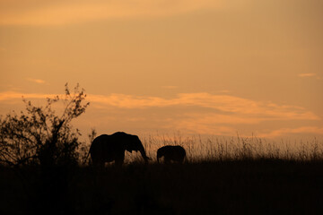 Fototapeta na wymiar Silhouette of mother and calf during sunset, Masai Mara, Kenya