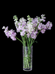 Naklejka na ściany i meble flowers violet