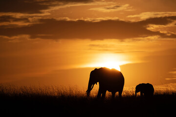 Fototapeta na wymiar Silhouette of African elephant and calf during sunset, Masai Mara, Kenya