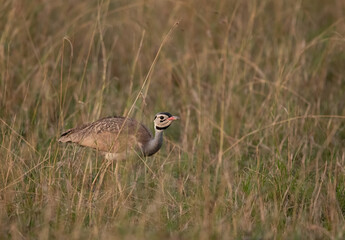 White-Bellied Bustard in the grassland, Masai Mara