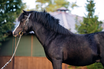 portrait of beautiful black welsh pony posing at nice lawn against cover manege