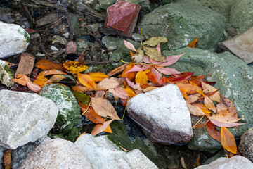 autumn leaves on the rocks
