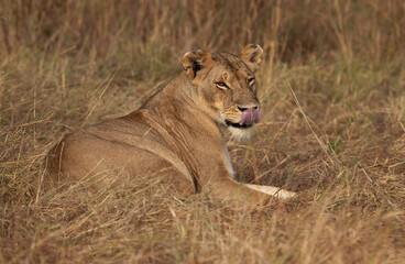 Obraz na płótnie Canvas Portrait of a Lioness at Masai Mara, Kenya
