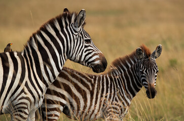 A pair of zebra and a oxpecker at Masai Mara, Kenya