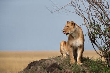 A lioness observing the surrouding from the top of a mound, Masai Mara, Kenya