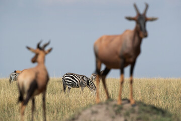 Selective focus on zebra grazing with topi in the forground at Masai Mara, Kenya