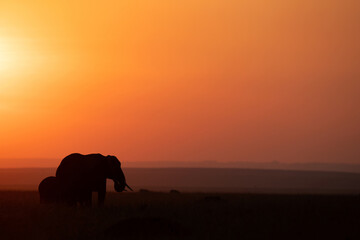 Fototapeta na wymiar Silhouette of mother elephant and calf during sunset, Masai Mara, Kenya