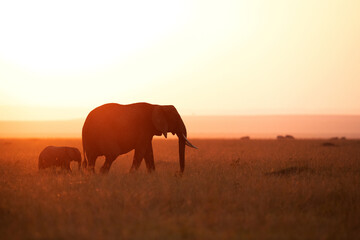 Fototapeta na wymiar Silhouette of African elephant and calf during sunset, Masai Mara, Kenya