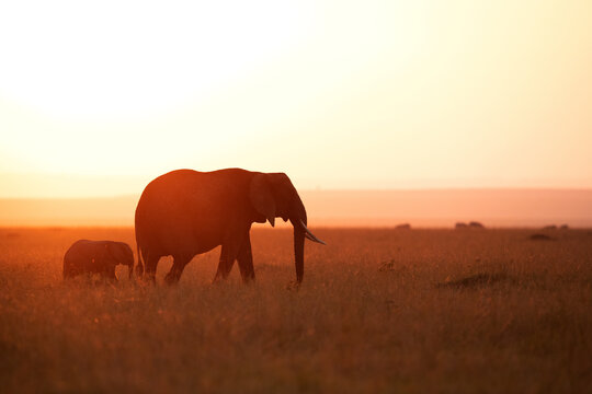 Fototapeta Silhouette of African elephant and calf during sunset, Masai Mara, Kenya