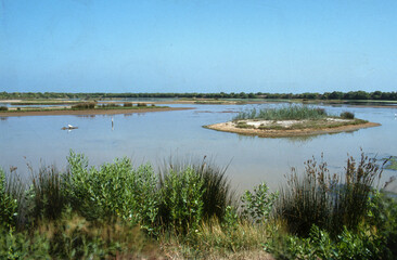 Réserve ornithologique, Le Teich, Bassin d'Arcachon, Landes de Gascogne, 33, Gironde