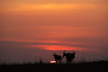 Fototapeta na wymiar Topi during sunset at Masai Mara, Kenya