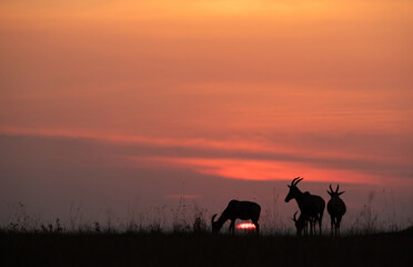 Silhouette of Topi grazing during sunset at Masai Mara, Kenya