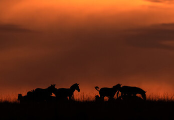Fototapeta na wymiar Silhouette of Topi grazing during sunset at Masai Mara, Kenya