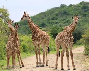Fotobehang A giraffe blockade © Bernadine