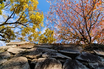 紅葉の福岡　舞鶴公園　石垣を見上げる