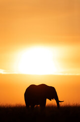 Plakat Silhouette of African elephant during sunset, Masai Mara, Kenya